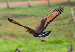 Buteogallus meridionalis
