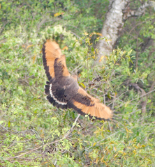 Buteogallus meridionalis