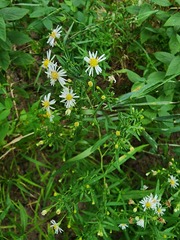 Symphyotrichum lateriflorum