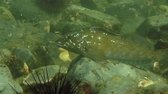 Hexagrammos decagrammus