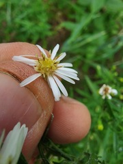 Symphyotrichum lateriflorum
