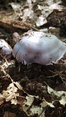 Cortinarius traganus