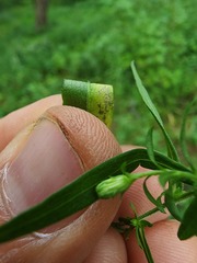 Symphyotrichum lateriflorum