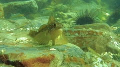 Hexagrammos decagrammus