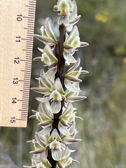 Prasophyllum elatum