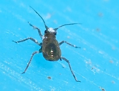 Aphididae