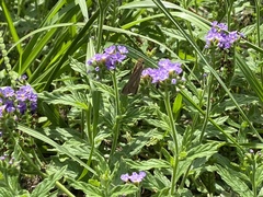 Panoquina panoquin