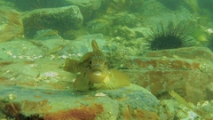 Hexagrammos decagrammus