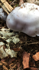 Cortinarius traganus