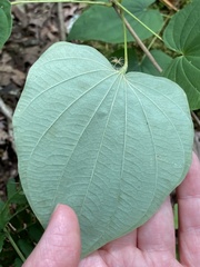 Dioscorea