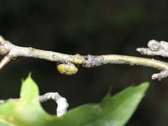 Callirhytis medularis