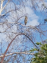 Nycticorax caledonicus