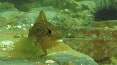 Hexagrammos decagrammus