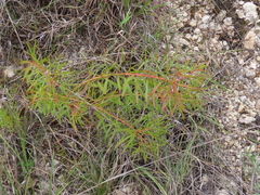Stillingia texana