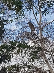 Nycticorax caledonicus
