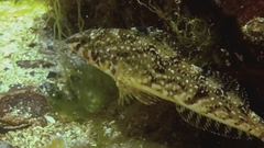 Hexagrammos stelleri