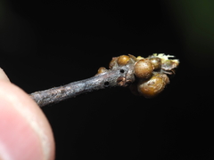 Callirhytis medularis