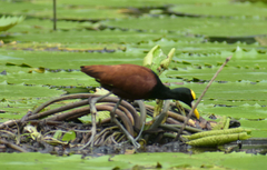Jacana spinosa