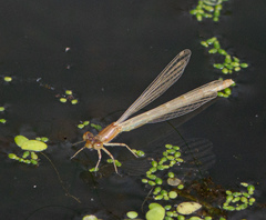 Zygoptera