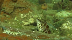Oxylebius pictus
