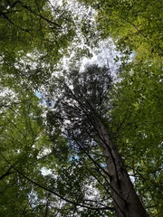 Chamaecyparis thyoides