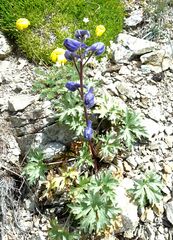 Delphinium caucasicum
