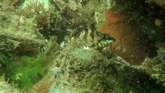 Oxylebius pictus