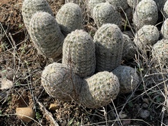Echinocereus reichenbachii caespitosus