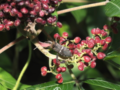 Leptoglossus clypealis