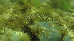 Hexagrammos stelleri