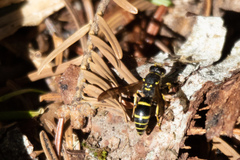 Ancistrocerus adiabatus