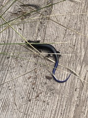 Plestiodon obsoletus