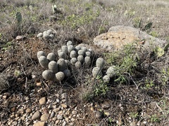 Echinocereus reichenbachii caespitosus