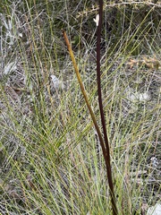 Prasophyllum elatum