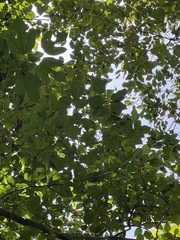 Morus rubra