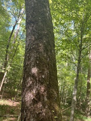 Morus rubra