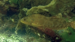 Hexagrammos decagrammus