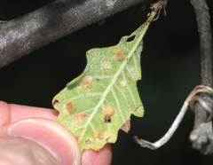 Neuroterus floccosus