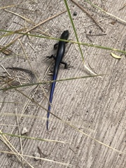 Plestiodon obsoletus