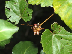 Ampelomyia vitiscoryloides