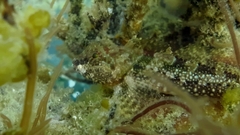 Artedius harringtoni