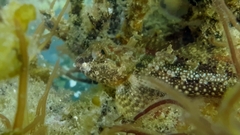 Artedius harringtoni