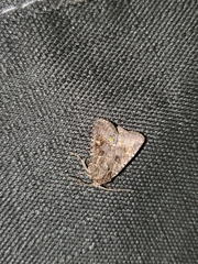 Lacinipolia renigera