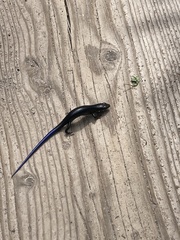 Plestiodon obsoletus