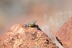 Ctenophorus modestus