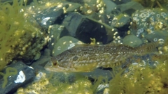 Hexagrammos decagrammus