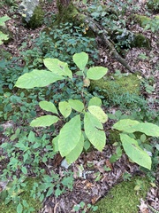 Magnolia