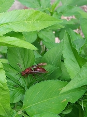 Gyrostoma