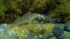 Hexagrammos decagrammus
