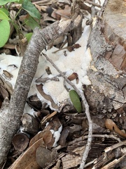 Fuligo septica